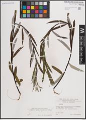 Foto von Salix eleagnos Scop.